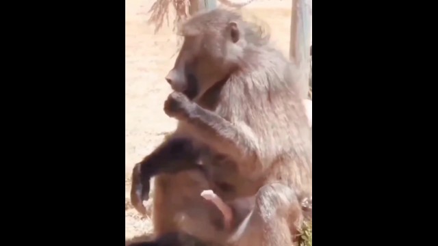 Baboon Tits - Monkey masturbate and eat his sperm